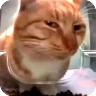 🐱 emoji Pussy* Telegram sticker 5 of 26