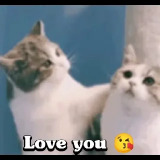Sticker from Cute Cats 😻😻