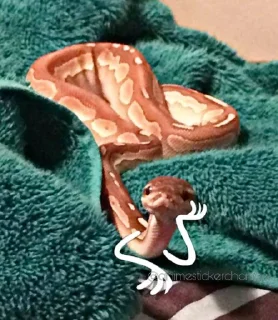 🤨 emoji SNAKES @animestickerchannel Telegram sticker 18 of 60