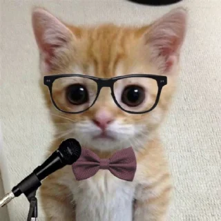 🐱 emoji dudul Telegram sticker 9 of 17