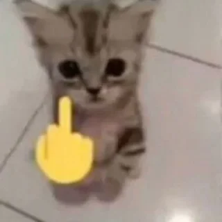 🐱 emoji dudul Telegram sticker 15 of 17
