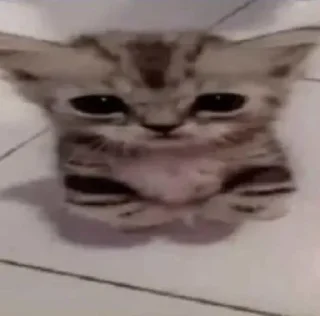 🐱 emoji dudul Telegram sticker 16 of 17