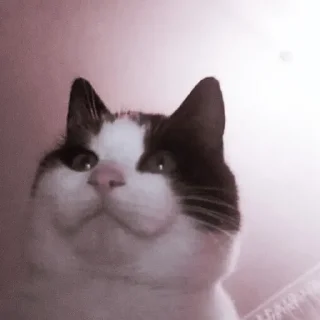 😼 emoji — @teyaffnyxcenel Telegram sticker 15 of 24