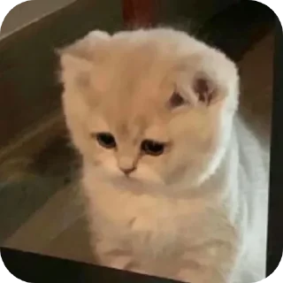 🐱 emoji miaww (punya wiyaa) Telegram sticker 11 of 15