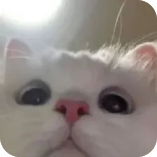 🤲 emoji miaww (punya wiyaa) Telegram sticker 12 of 15