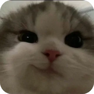 🐱 emoji miaww (punya wiyaa) Telegram sticker 6 of 15