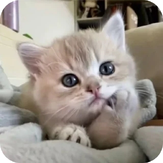 🐱 emoji miaww (punya wiyaa) Telegram sticker 14 of 15
