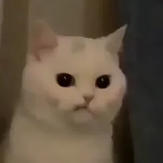 Meme sticker 3