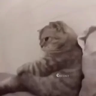 Meme sticker 2
