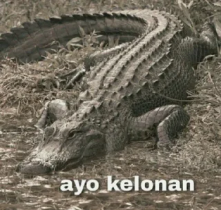 🐊 emoji Peliharaan Drexon - By @FVCK00PRIDE Telegram sticker 15 of 15