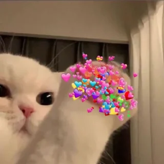Sticker from Stickers cat 😻