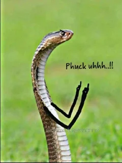 😡 emoji SNAKES @animestickerchannel Telegram sticker 5 of 60