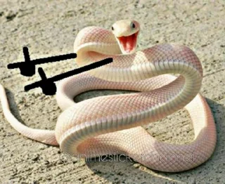 😆 emoji SNAKES @animestickerchannel Telegram sticker 21 of 60