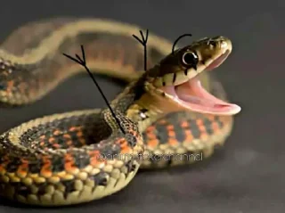 😆 emoji SNAKES @animestickerchannel Telegram sticker 20 of 60