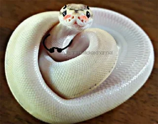 ☺️ emoji SNAKES @animestickerchannel Telegram sticker 15 of 60