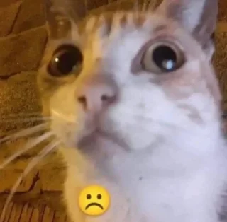 ☹️ emoji котики Telegram sticker 21 of 34