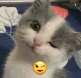 😉 emoji котики Telegram sticker 5 of 34