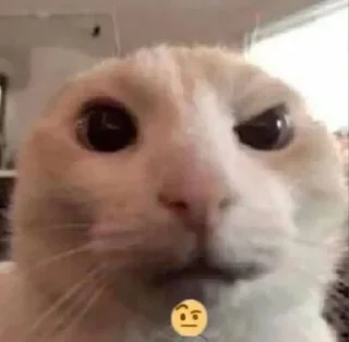 🤨 emoji котики Telegram sticker 20 of 34