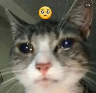 🥹 emoji котики Telegram sticker 22 of 34
