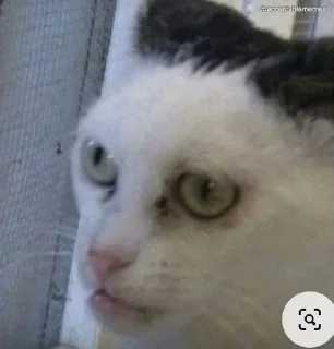 😶 emoji котики Telegram sticker 19 of 34