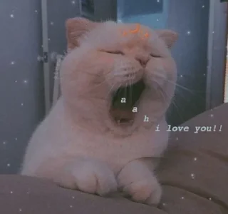 🐱 emoji ᴄᴜᴛᴇ ᴄᴀᴛs  || @loltickers Telegram sticker 8 of 46