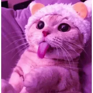 🐱 emoji ᴄᴜᴛᴇ ᴄᴀᴛs  || @loltickers Telegram sticker 5 of 46