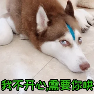 Sticker from 更多表情 @appmail 频道搜索 @S_Suo8