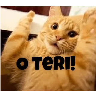 😳 emoji Innocent billi Telegram sticker 9 of 16