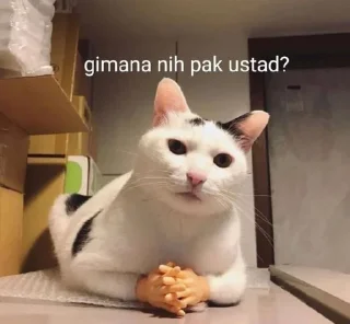 🤟 emoji lucu kya ustadz Telegram sticker 8 of 20