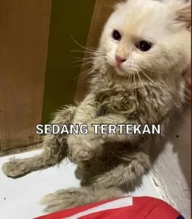 🤟 emoji lucu kya ustadz Telegram sticker 19 of 20