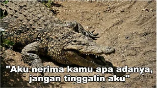 🐊 emoji Peliharaan nya @psychologyeol Telegram sticker 20 of 32