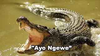 🐊 emoji Peliharaan nya @psychologyeol Telegram sticker 14 of 32
