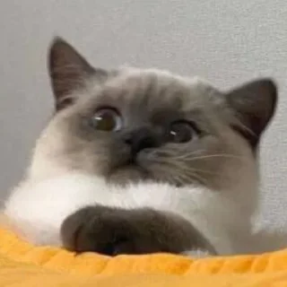 👀 emoji 西瓜的表情包 Telegram sticker 21 of 34
