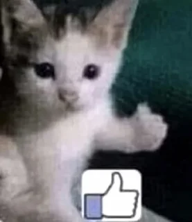 😾 emoji CATS R SO SILLY I LOVE THEM Telegram sticker 14 of 113