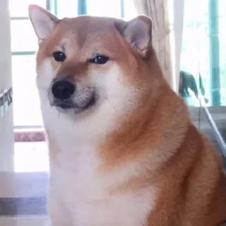 🐶 emoji 👉🏻 @wtfcutie 👈🏻 join Telegram sticker 6 of 80