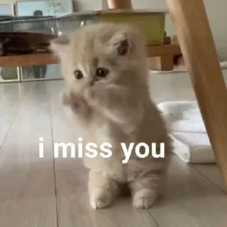 Sticker from Meow