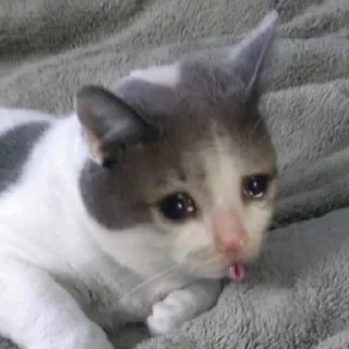 😿 emoji Ayang Telegram sticker 22 of 76