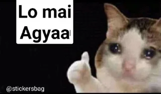 Sticker from Cat meme    @stickersbag