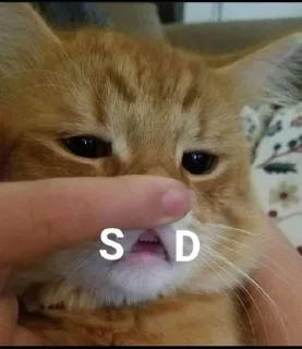 🌟 emoji gatau ini apa sksksksk || itz pack by @QuotLyBot Telegram sticker 24 of 120