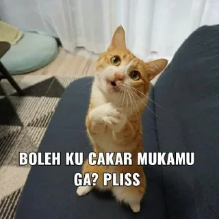 🌟 emoji gatau ini apa sksksksk || itz pack by @QuotLyBot Telegram sticker 2 of 120