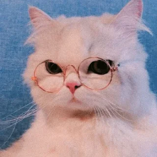Sticker from 🐈✨  | @Teton_XD ㅤ ⁪⁬⁮⁮⁮⁮ ‌ㅤ ⁪⁬⁮⁮⁮⁮ ‌ ㅤ ⁪⁬⁮⁮⁮⁮ ‌ㅤ ⁪⁬⁮⁮⁮⁮ ‌ㅤ ⁪⁬⁮⁮⁮