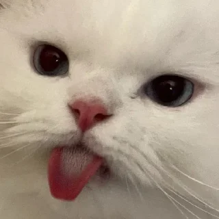 😝 emoji HOPE Telegram sticker 22 of 102