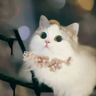 Sticker from Cute cat