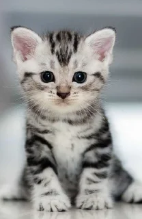 Sticker from Cute cat