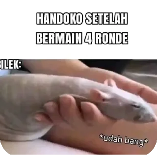 ✋ emoji Efek Babi Telegram sticker 8 of 15