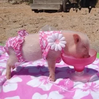 🐽 emoji Babi/pig by @taraquasolavian Telegram sticker 22 of 24