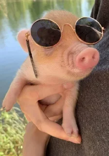 🐽 emoji Babi/pig by @taraquasolavian Telegram sticker 6 of 24