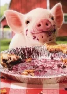 🐷 emoji Babi/pig by @taraquasolavian Telegram sticker 5 of 24