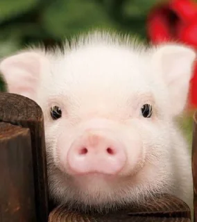 🐽 emoji Babi/pig by @taraquasolavian Telegram sticker 20 of 24