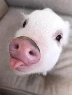 🐷 emoji Babi/pig by @taraquasolavian Telegram sticker 23 of 24